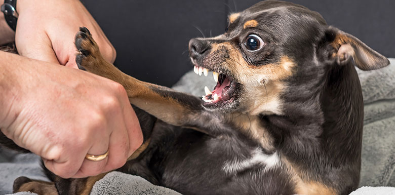 pet bites and attacks