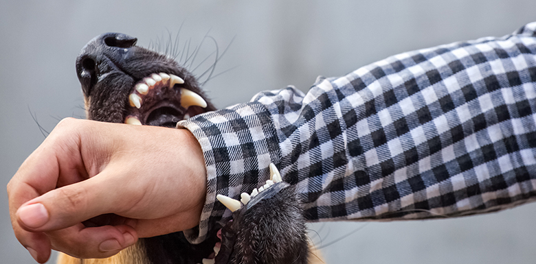 Dog biting a persons arm